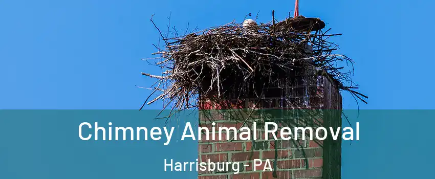Chimney Animal Removal Harrisburg - PA