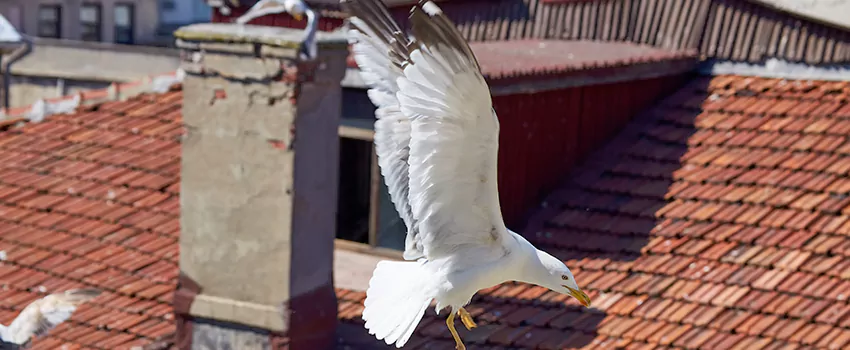 Residential Chimney Animal Removal Solution in Harrisburg, PA