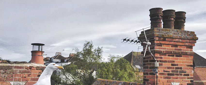 Chimney Cleaning And Restoration in Harrisburg, Pennsylvania